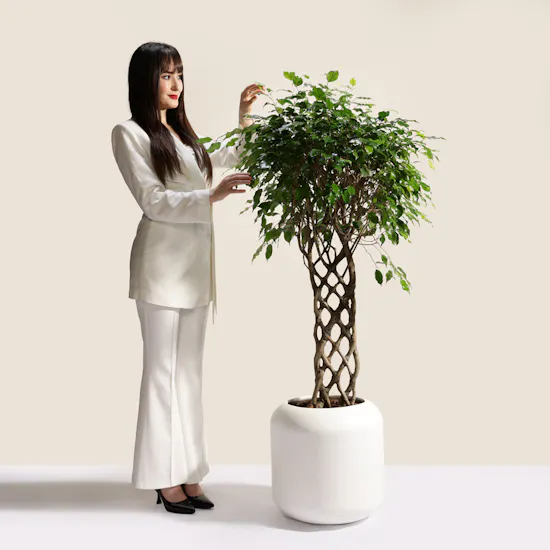 Stunning Ficus Benjamina Braided Plant