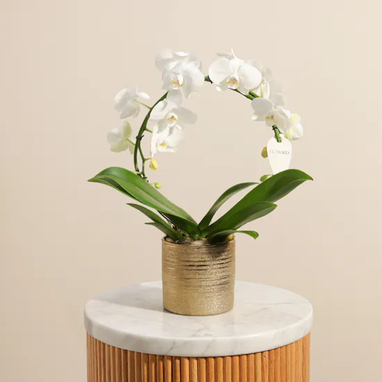 Artistic White Infinity Circle Phalaenopsis Plant