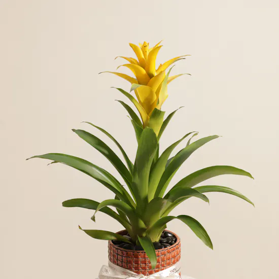 Cheerful Yellow Guzmania Plant