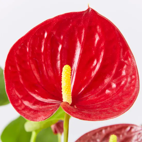 Red Flamingo Plant