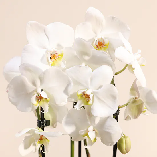 White Orchid Plant