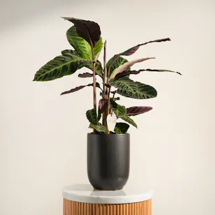 Precious Green Warscewiczii Calathea Precious Green Warscewiczii Calathea