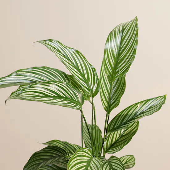 Elegant Calathea Vittata Plant