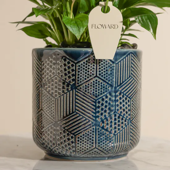 Serene Blue Spathiphyllum Plant