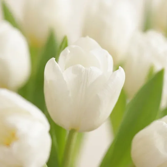 Festive White Tulip Box