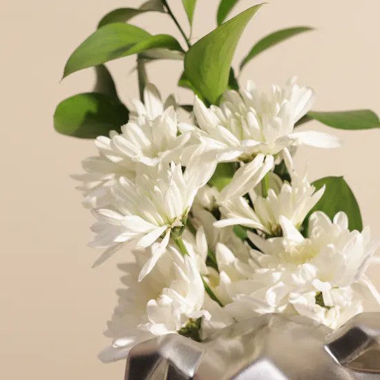 White Chrysanthemums Silver Bear
