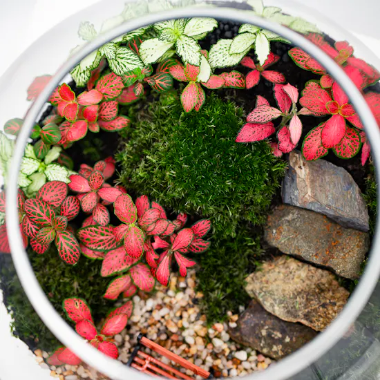 Enchanting Little Garden | Closed Terrarium