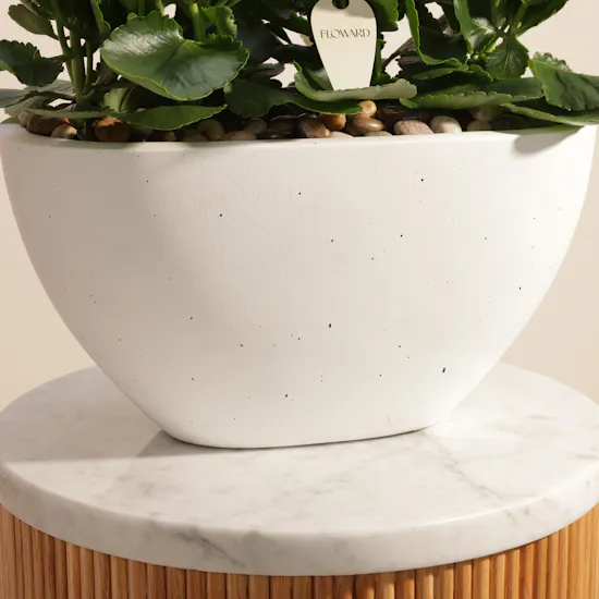 Cheerful White Kalanchoe Plant