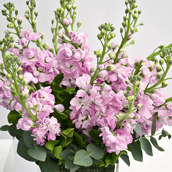 Pink Matthiola | Square Vase