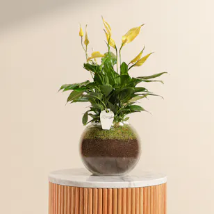 Gorgeous | Yellow Peace Lily