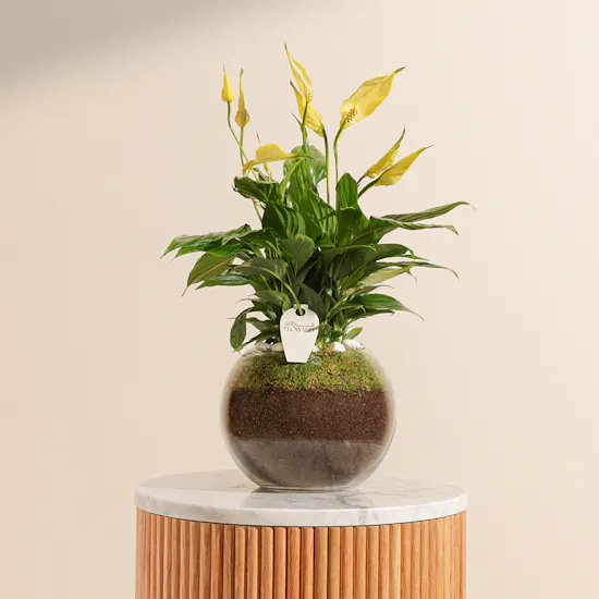 Gorgeous | Yellow Peace Lily