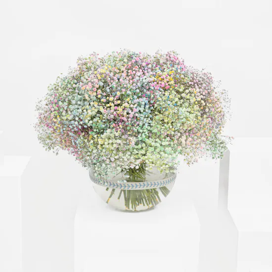 Alleviating Gypsophila | Glass Vase