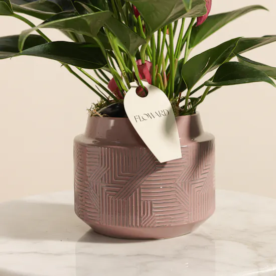 Regal Purple Anthurium Plant