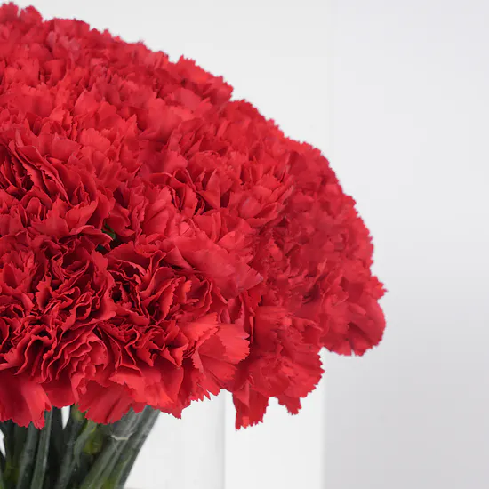 Red Carnations | Cylinder Vase
