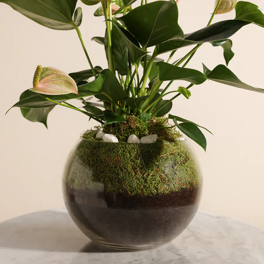 Peach Anthurium Joli | Fishbowl 4
