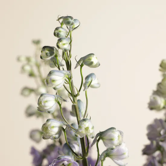 Whispering Petals Flower Vase