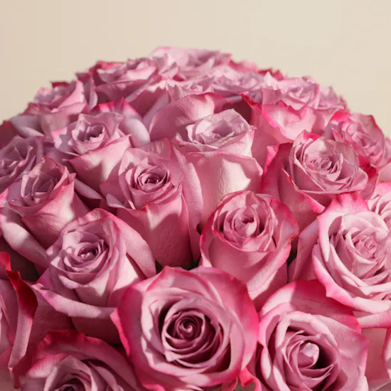 Purple Roses Vase | 50 Flowers
