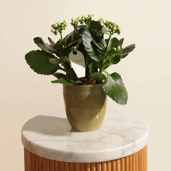 Pearl Serenity Kalanchoe Plant