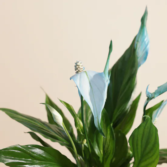 Az bin Fahad Ezz's Tales Series for Kids | Lovely Plant